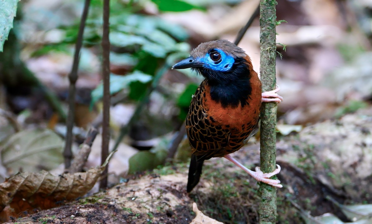 Ocellated Antbird - ML616016962