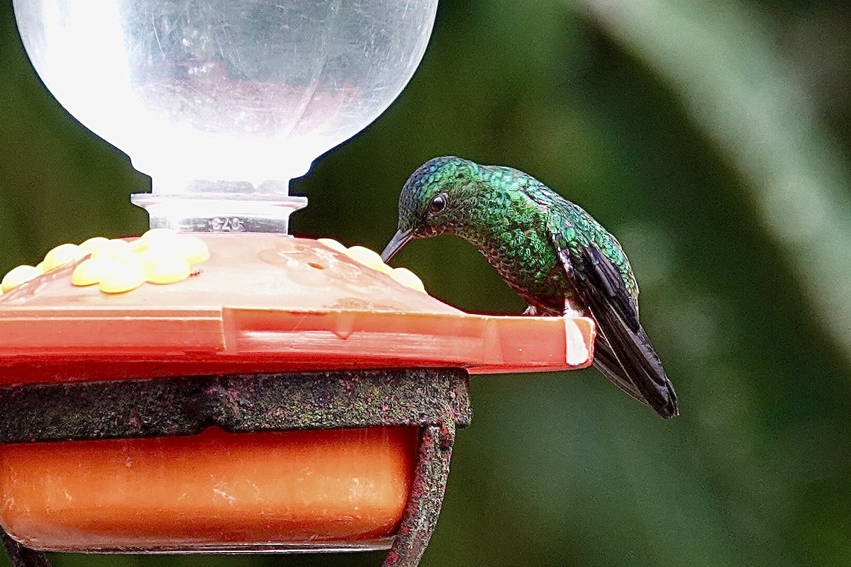 Steely-vented Hummingbird - David Fraser