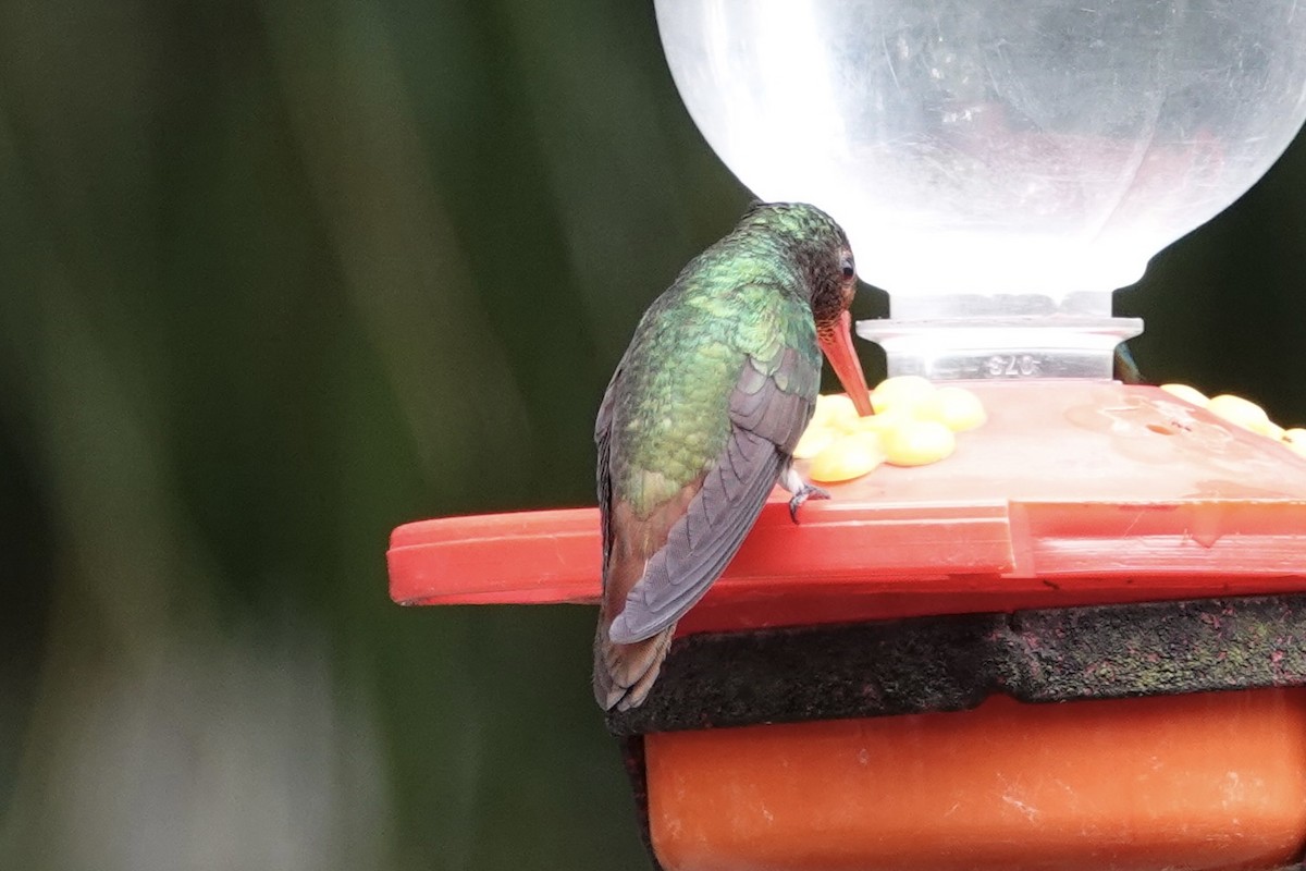 Rufous-tailed Hummingbird - ML616017047