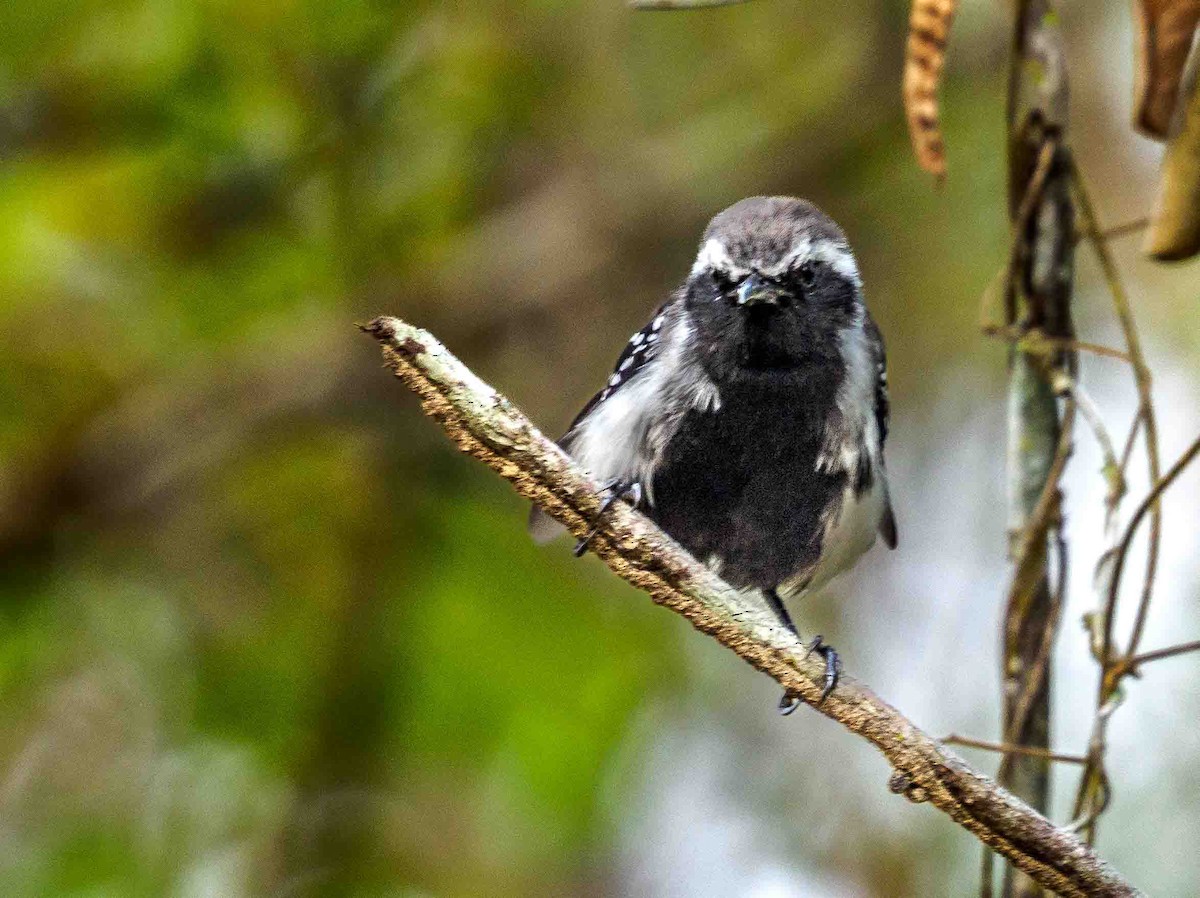 Northern White-fringed Antwren - ML616017138