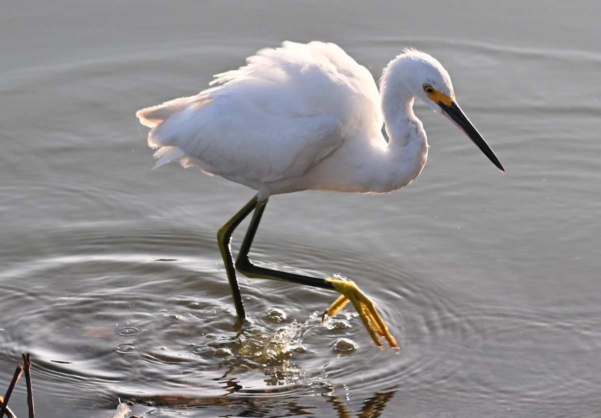 Snowy Egret - ML616017154