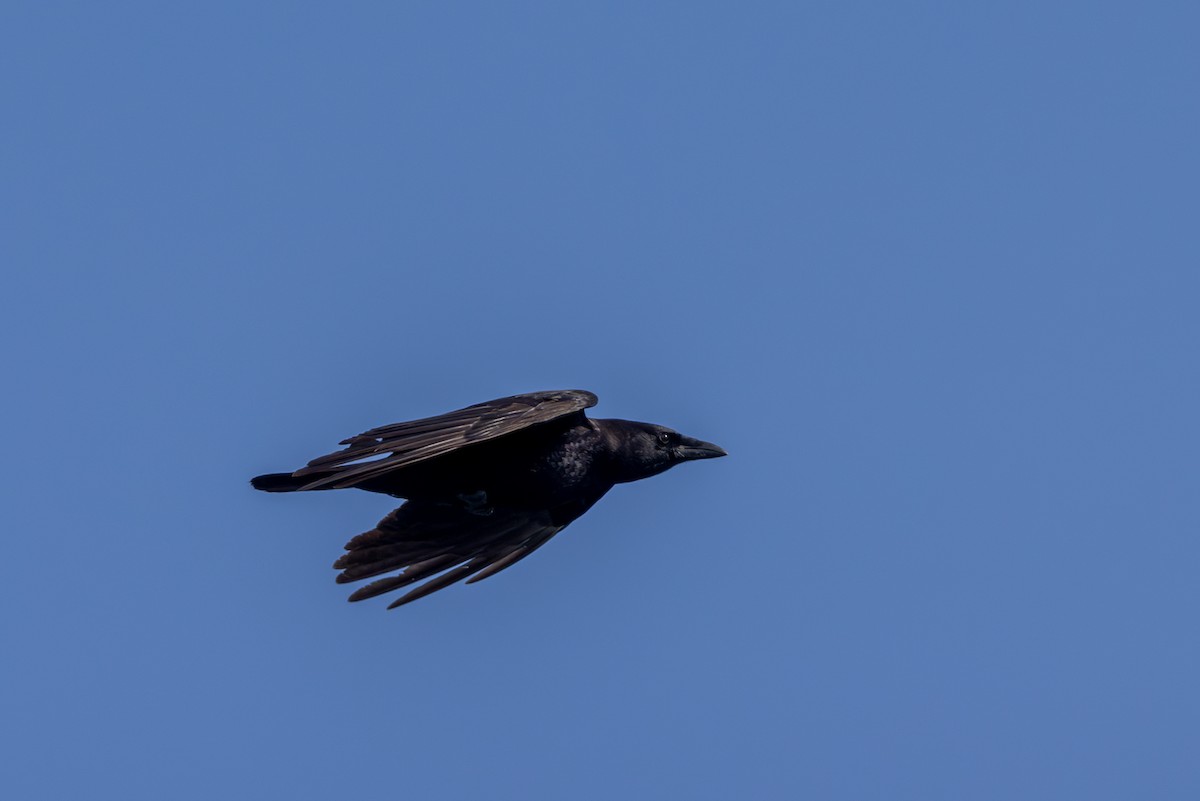 American Crow - Chris Kennelly
