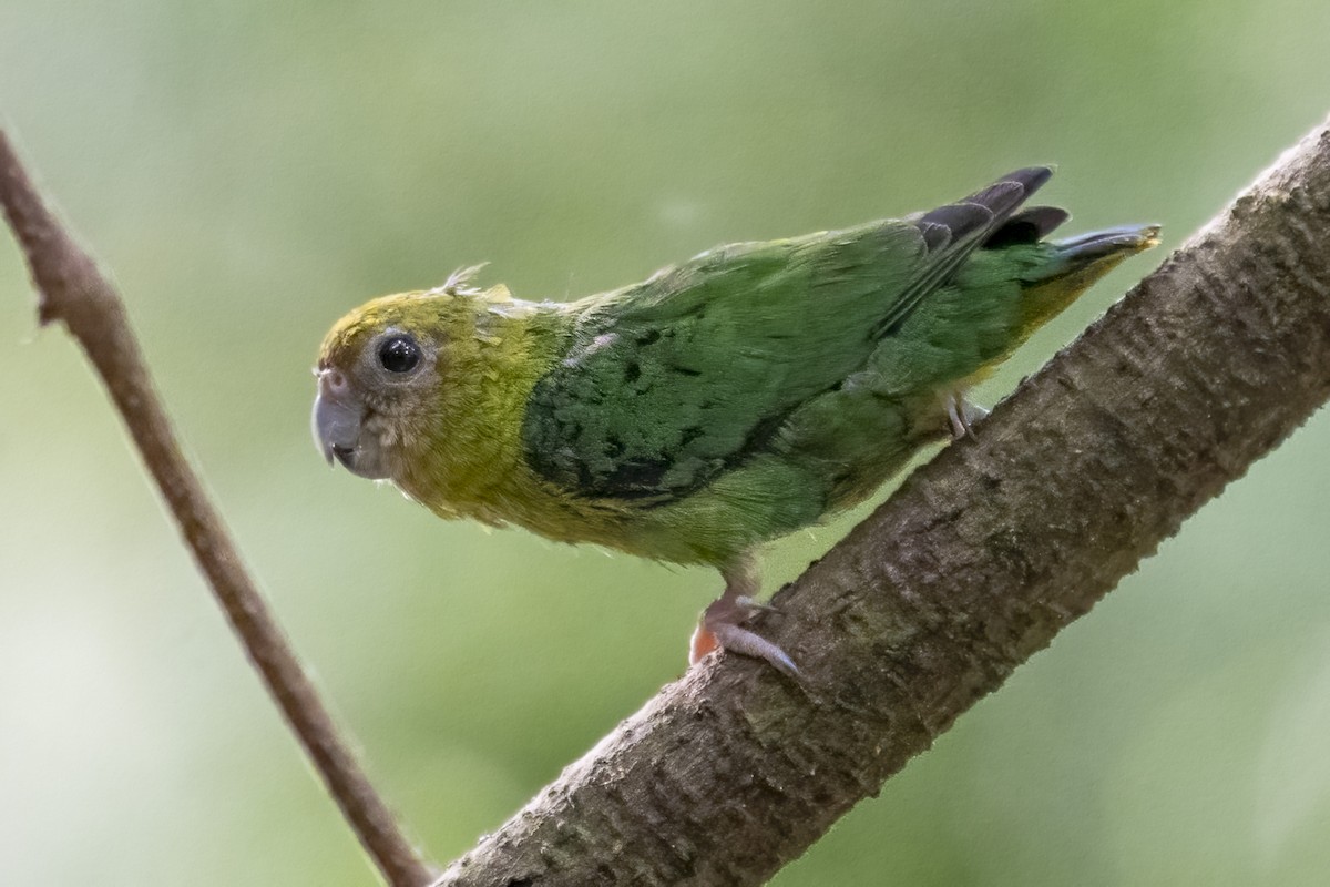 Желтоголовый карликовый попугайчик - ML616017177