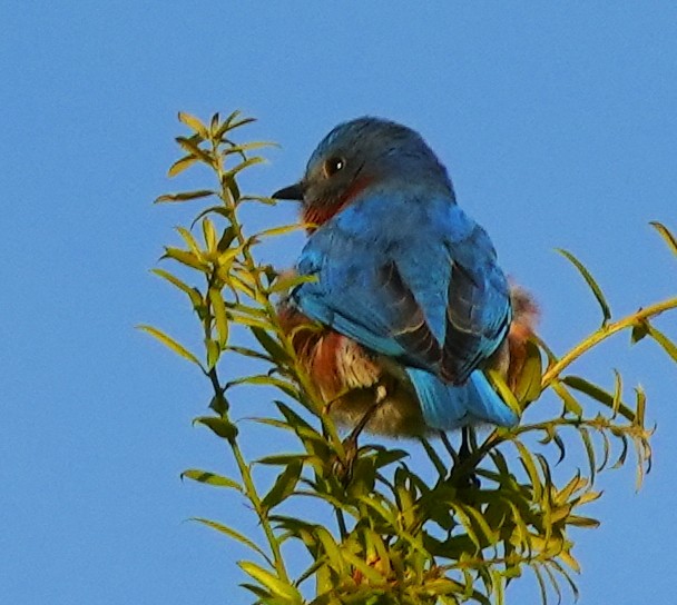 Eastern Bluebird - ML616017239