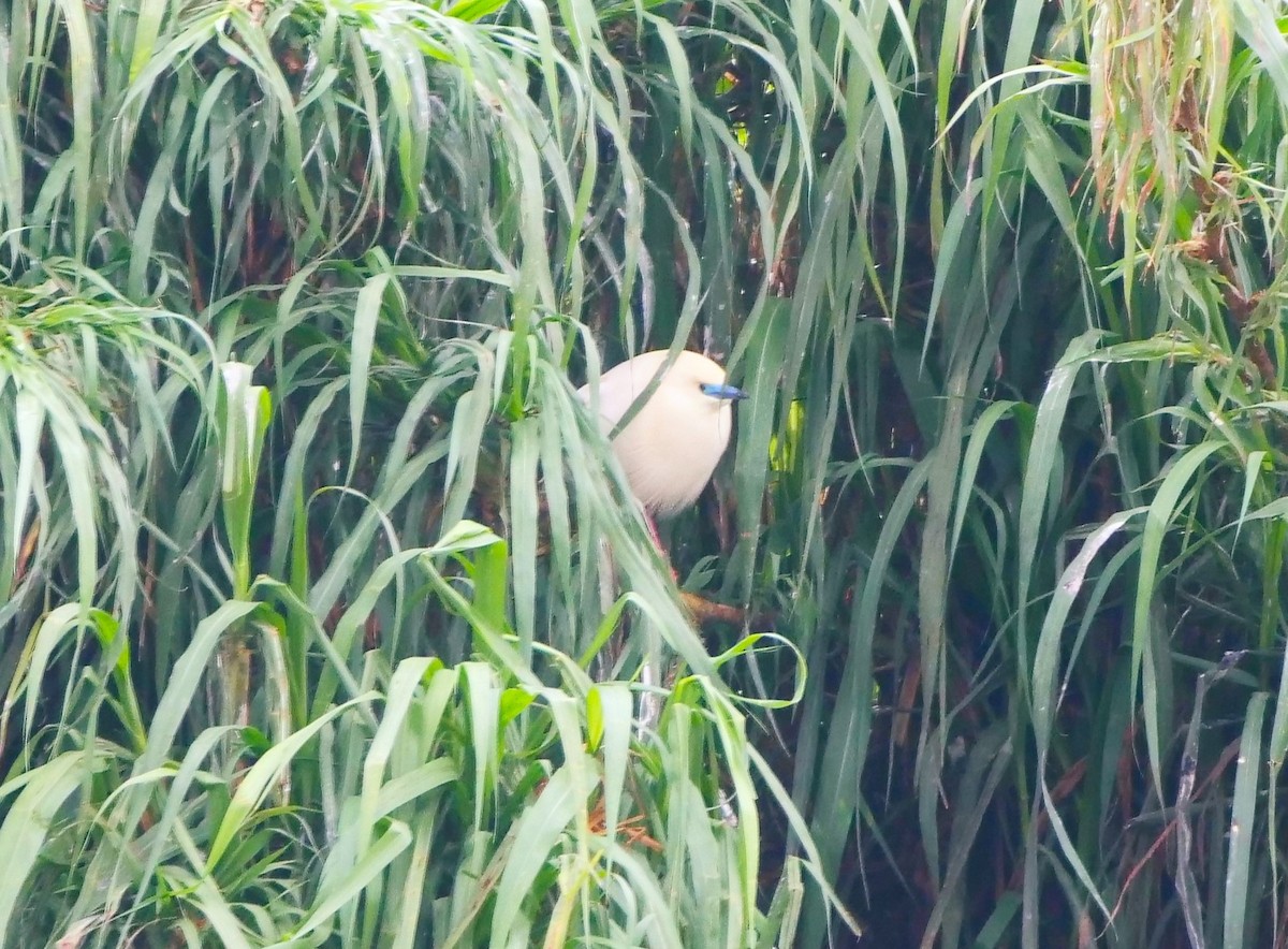 Malagasy Pond-Heron - Brett Hartl