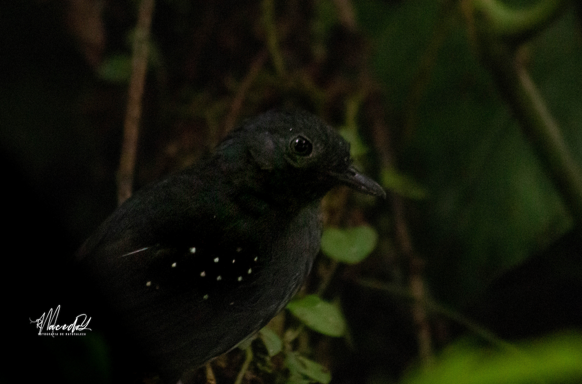 Spot-winged Antbird - ML616017286