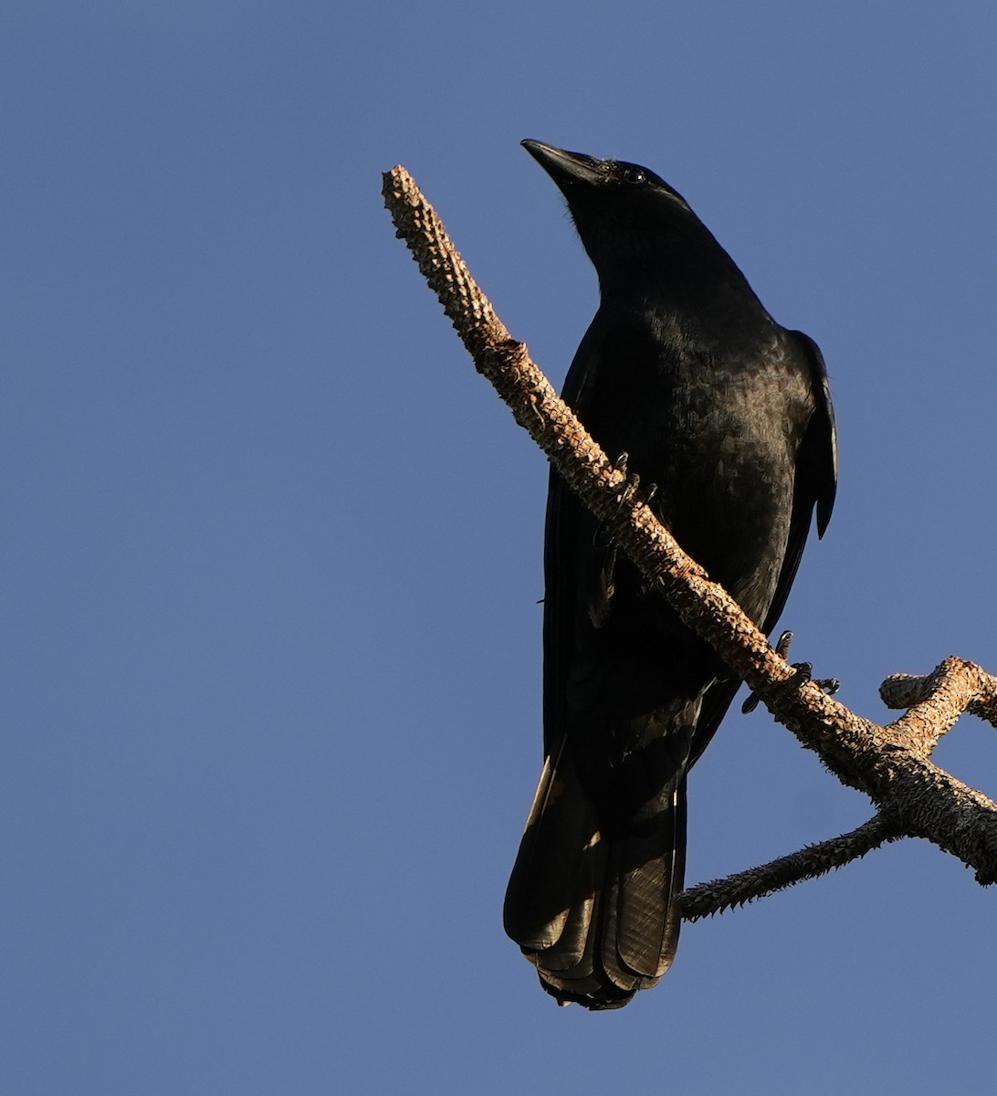 Fish Crow - ML616017291