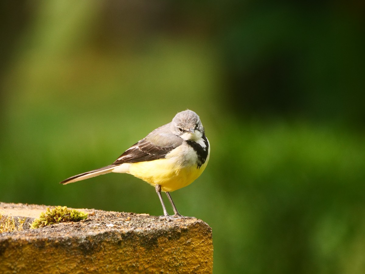 Madagascar Wagtail - ML616017302