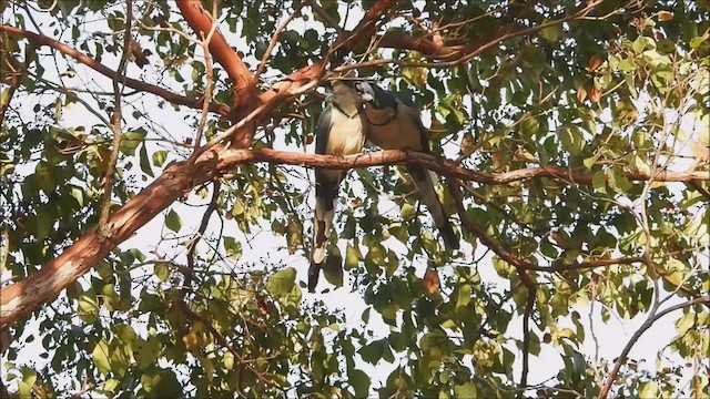 White-throated Magpie-Jay - ML616017316