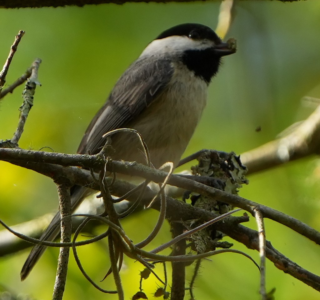 Carolina Chickadee - ML616017344