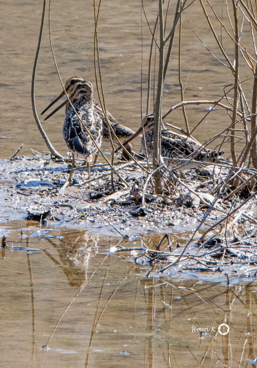 Wilson's Snipe - ML616017346