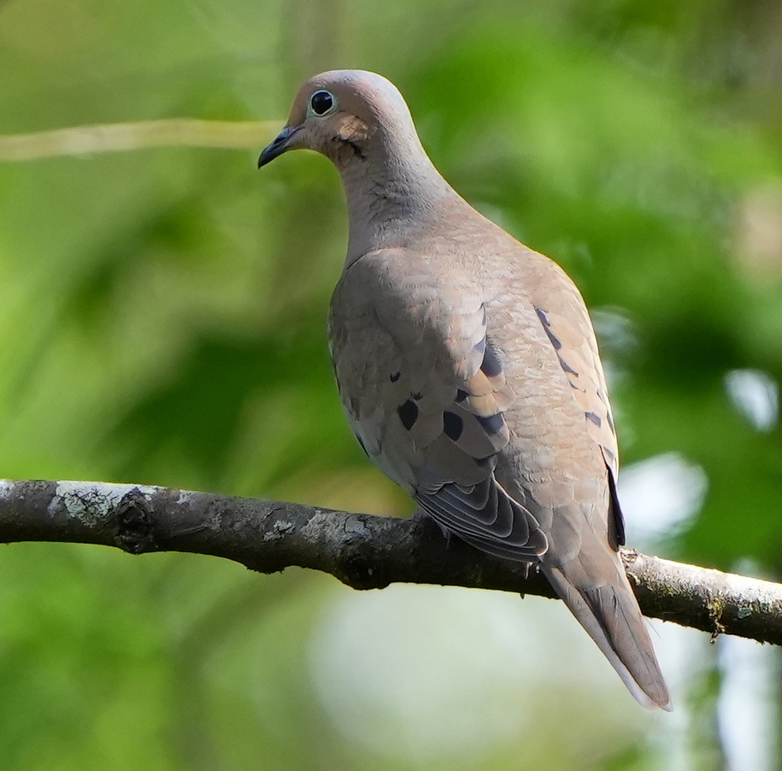 Mourning Dove - ML616017378