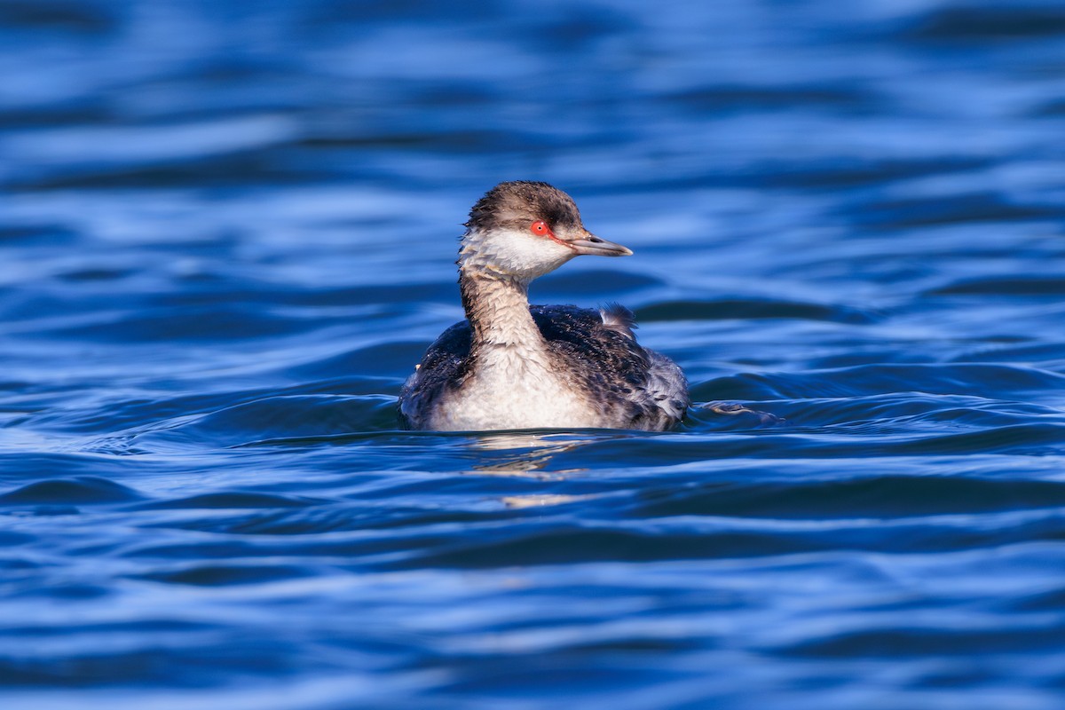 Horned Grebe - ML616017402