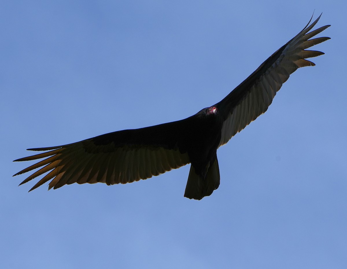 Turkey Vulture - ML616017407
