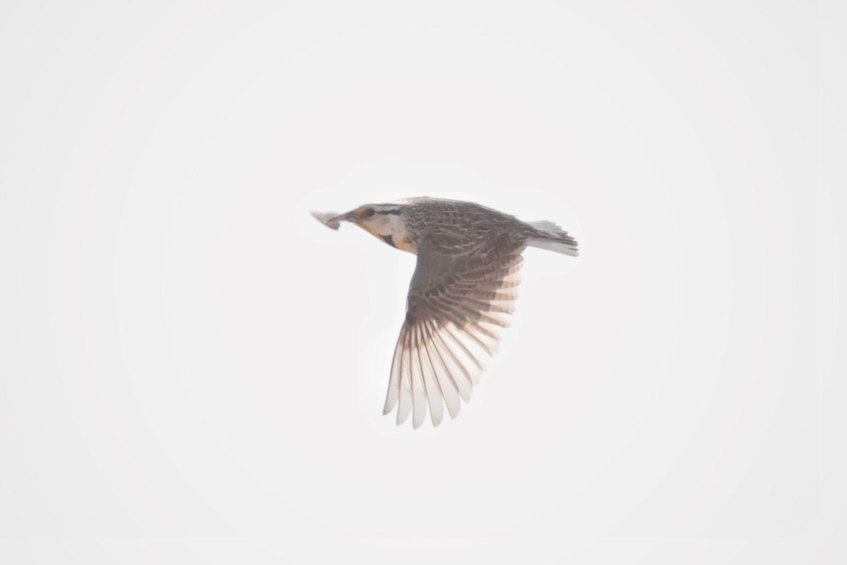 Chihuahuan Meadowlark - ML616017449