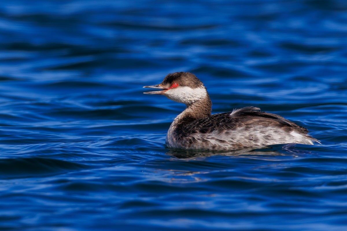 Horned Grebe - ML616017468