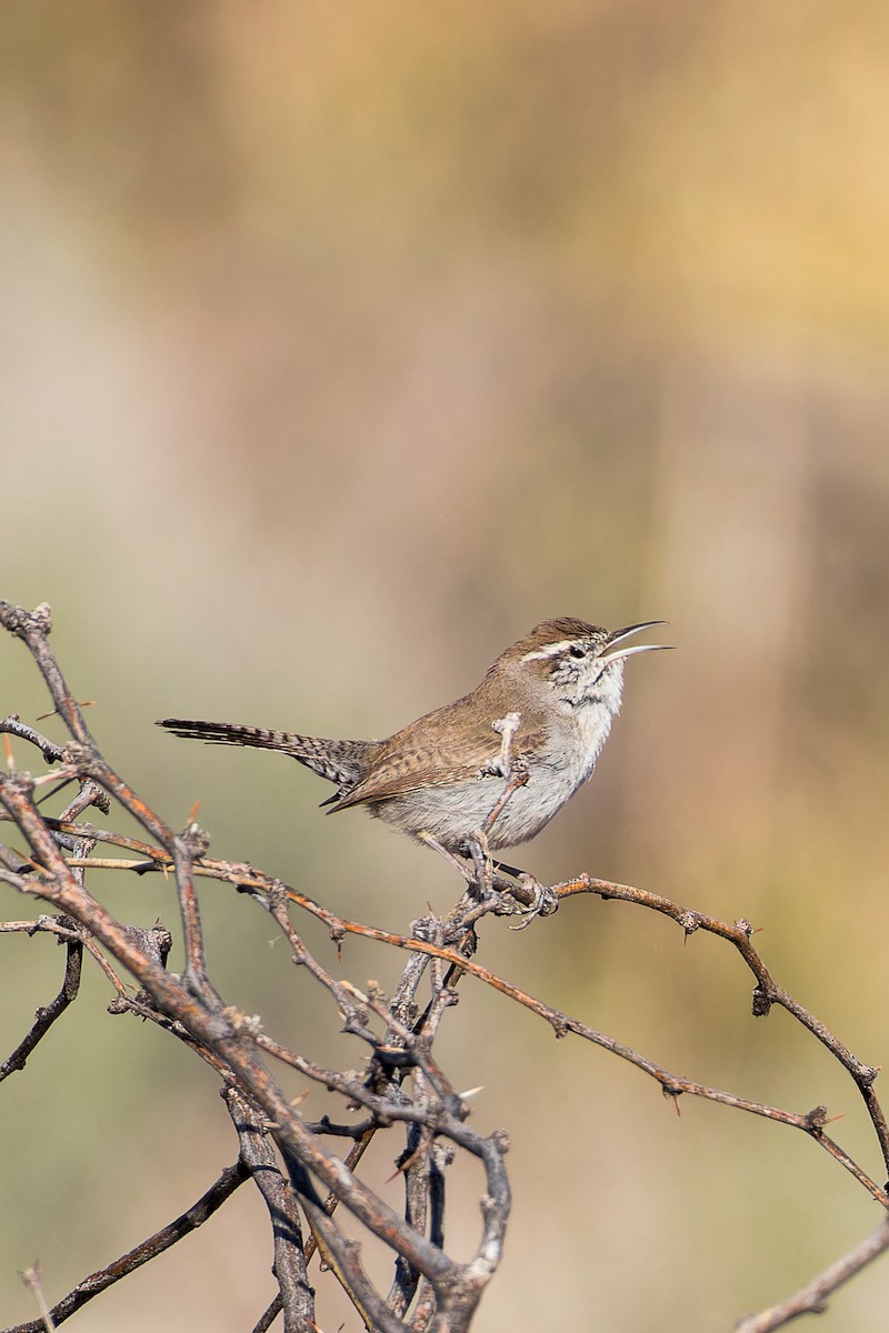 Bewick's Wren - ML616017472