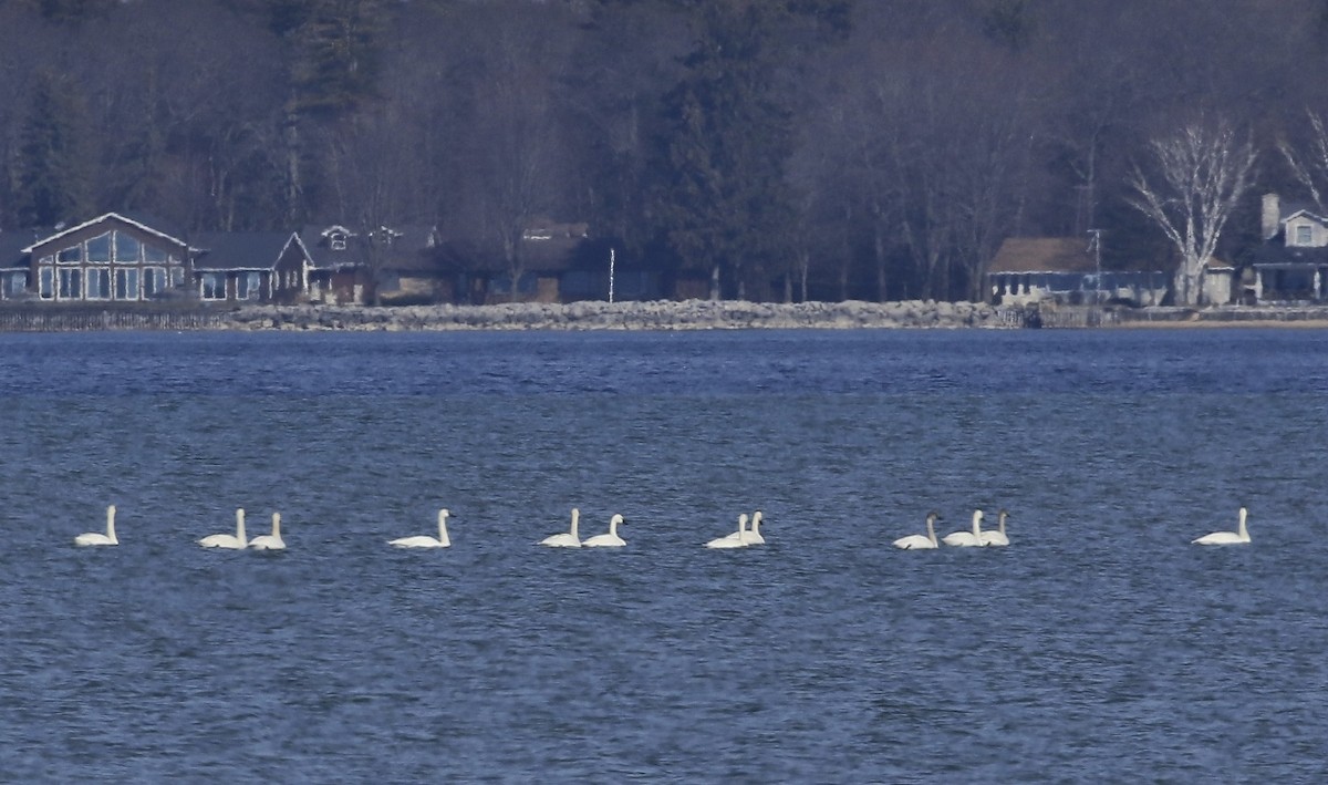 Tundra Swan - Phillip Odum