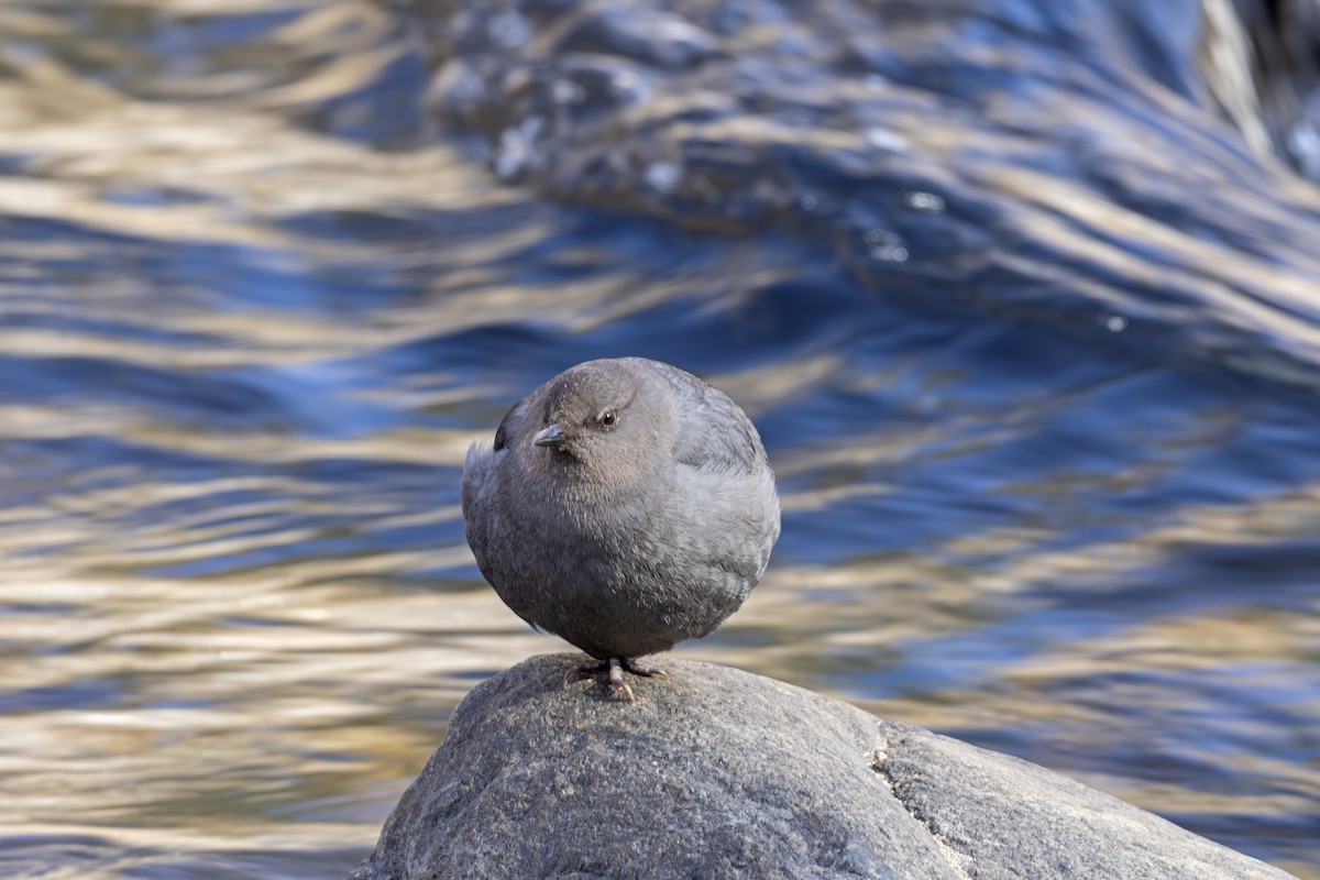 American Dipper - ML616017482