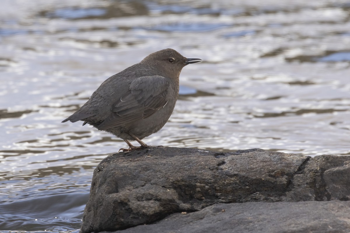 American Dipper - ML616017484