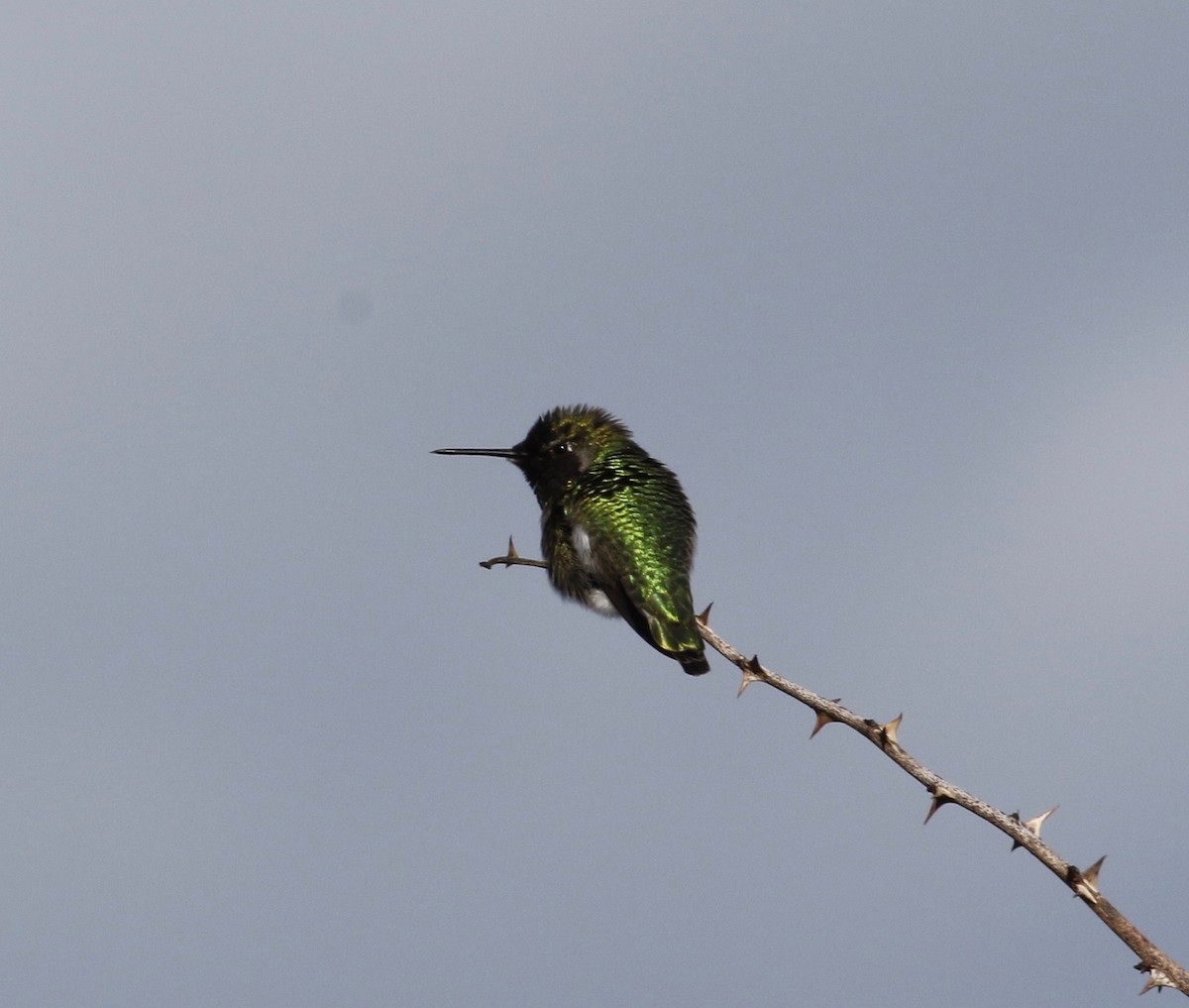 Anna's Hummingbird - ML616017521
