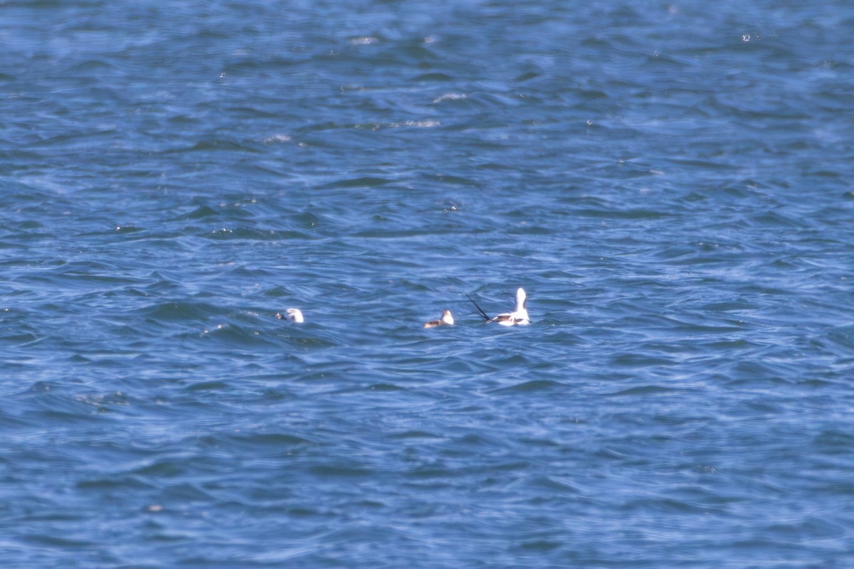 Long-tailed Duck - ML616017538