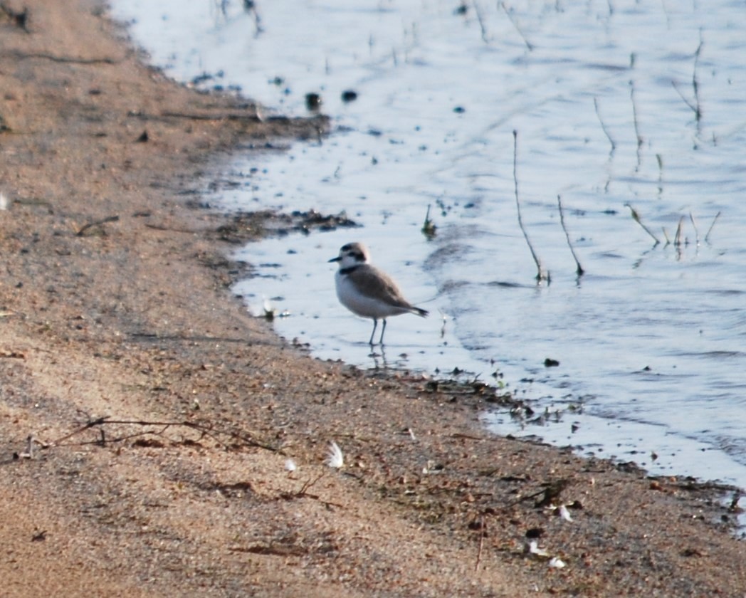 Snowy Plover - ML616017545