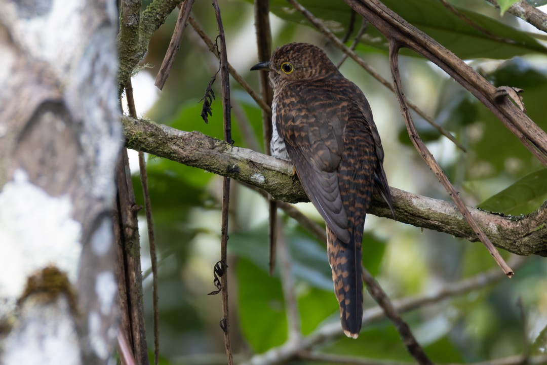 Brush Cuckoo (Sunda) - ML616017562