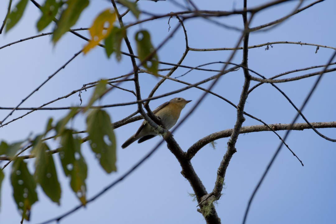 Mugimaki Flycatcher - ML616017570