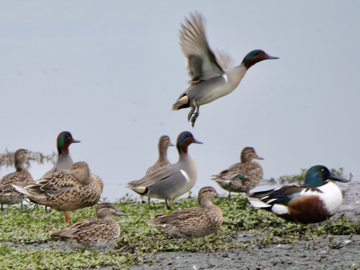 Green-winged Teal - ML616017573