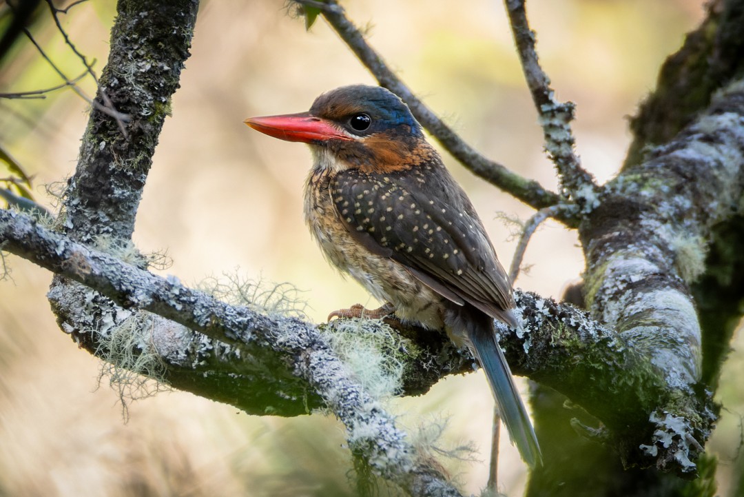 Blue-capped Kingfisher - Enrico Legaspi