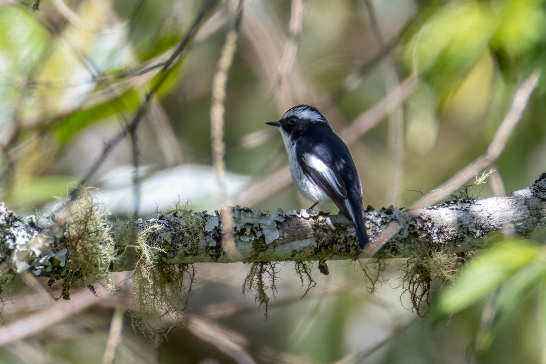 Little Pied Flycatcher - ML616017583