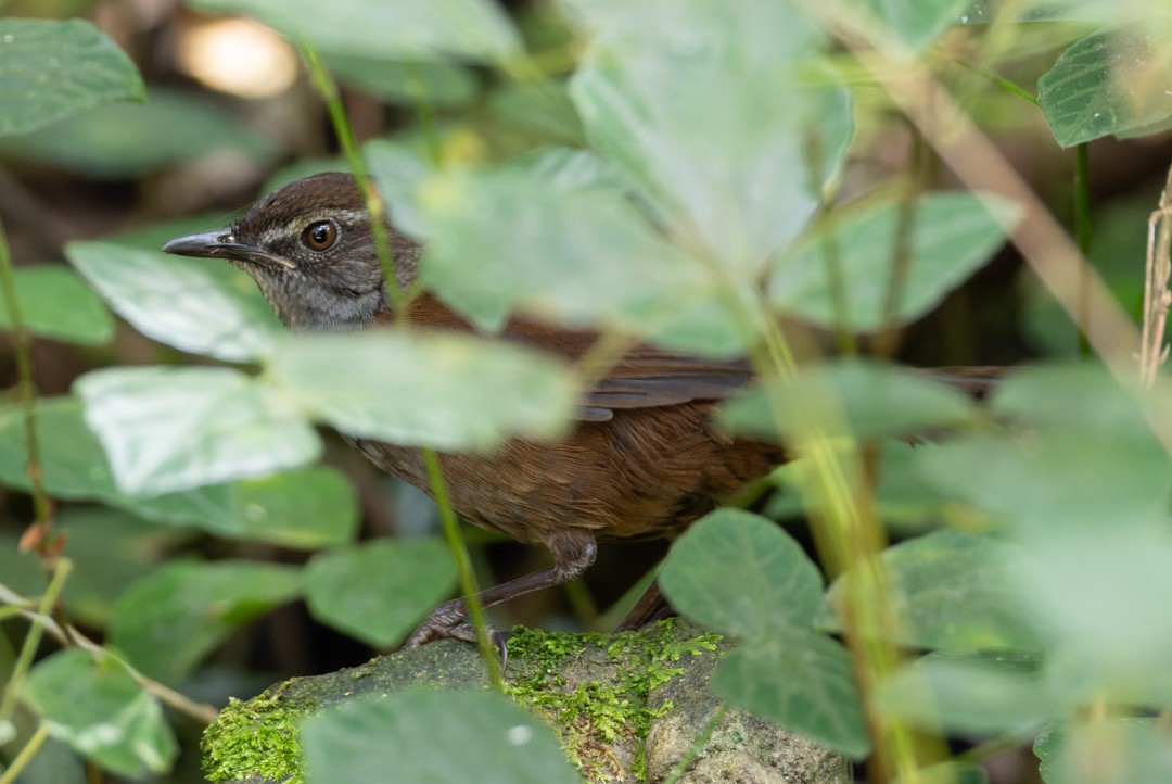 Long-tailed Bush Warbler - ML616017594