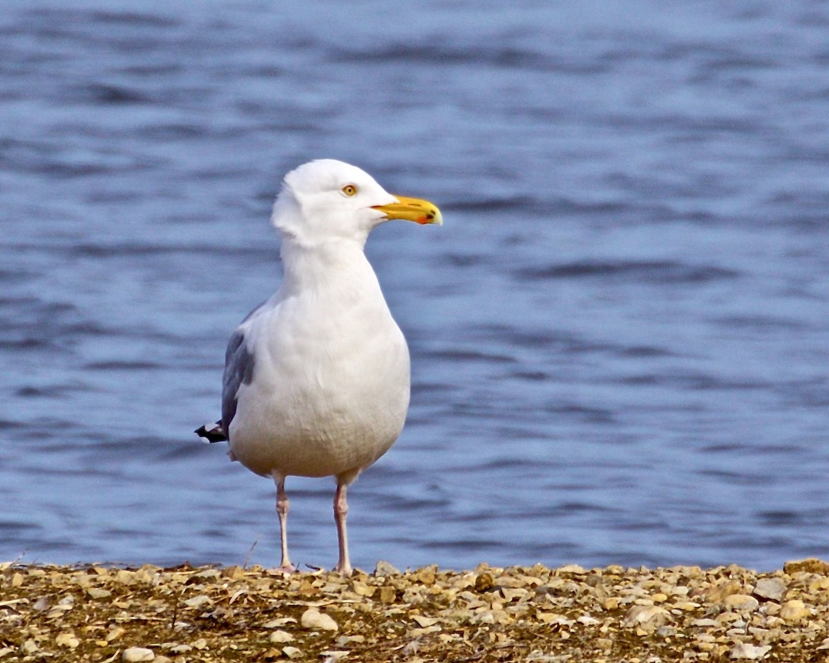 Herring Gull - ML616017640