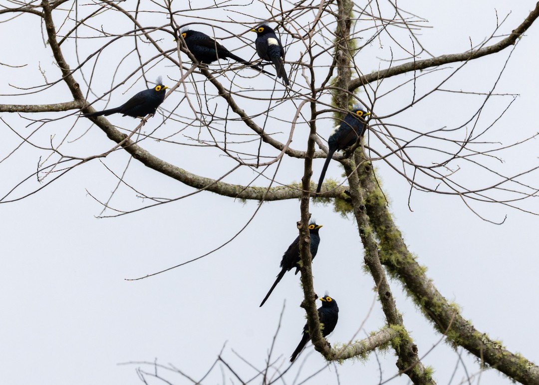 Apo Myna - Enrico Legaspi