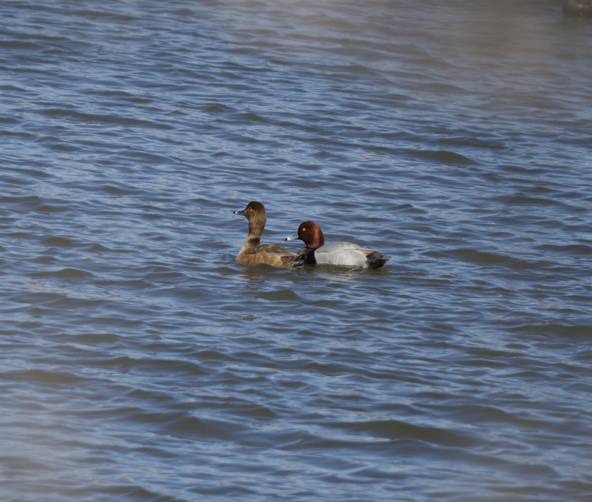 Redhead - ML616017652