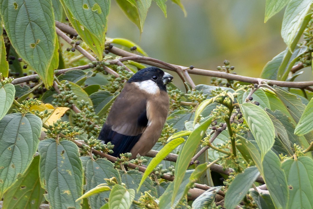 White-cheeked Bullfinch - ML616017655