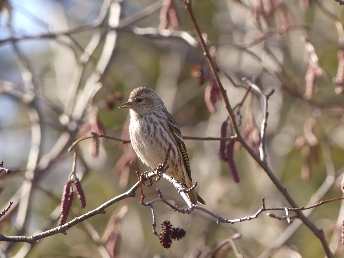 Pine Siskin - ML616017673