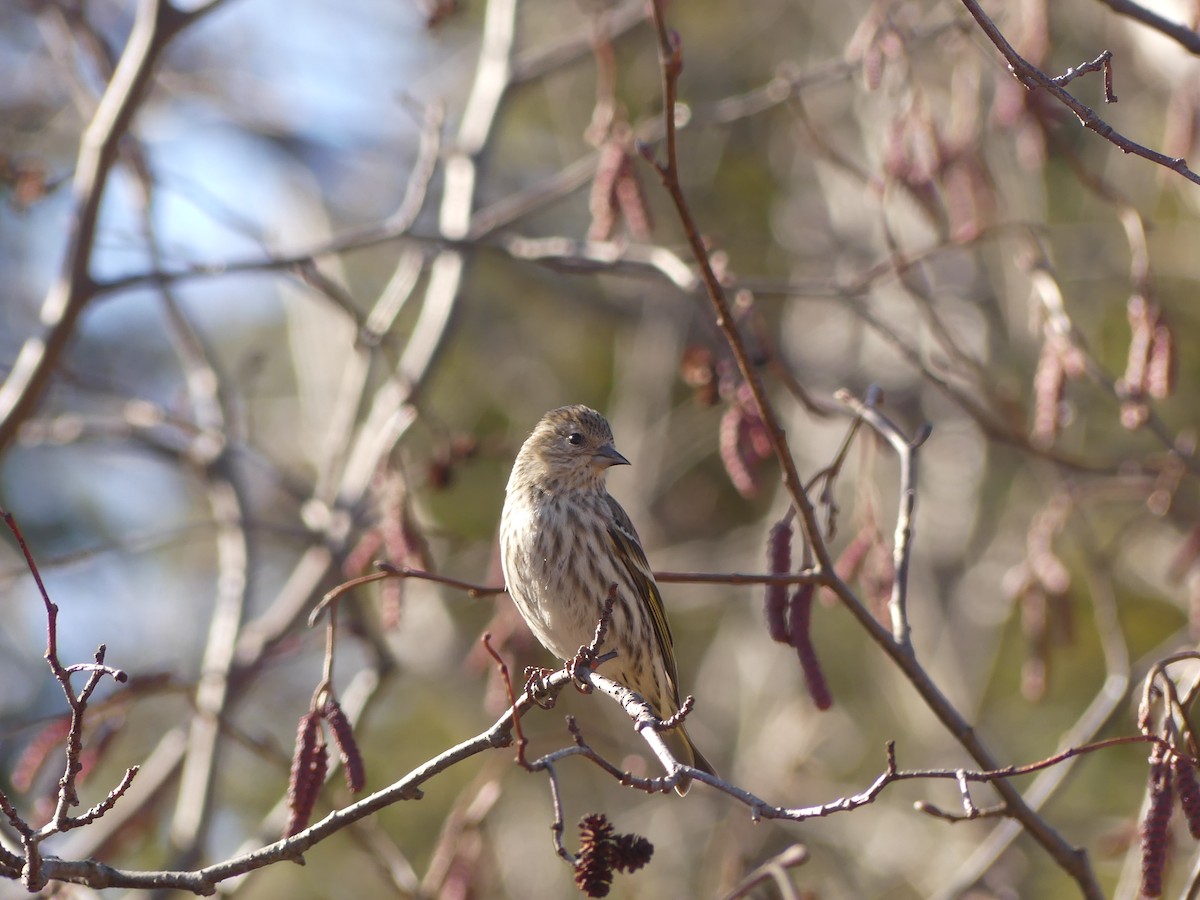 Pine Siskin - ML616017691