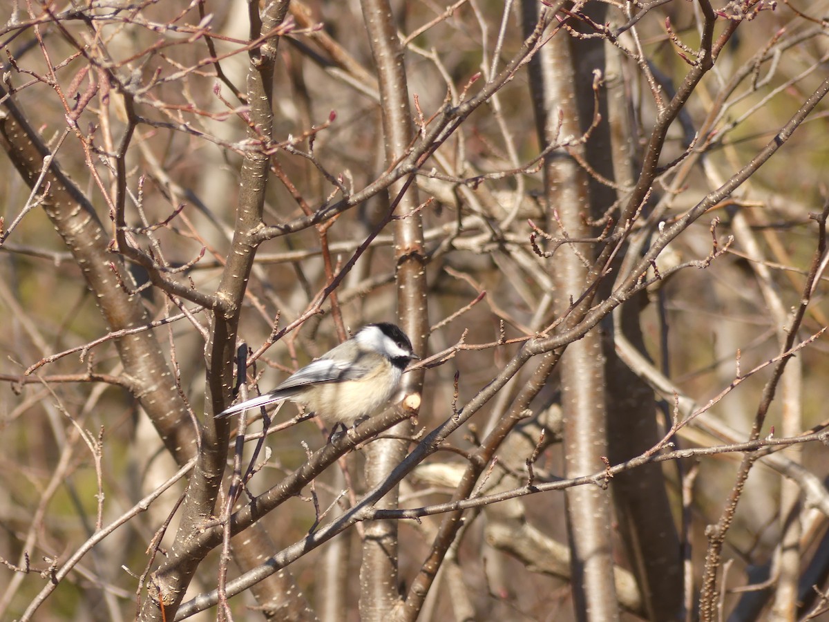 Black-capped Chickadee - Jonny Logas