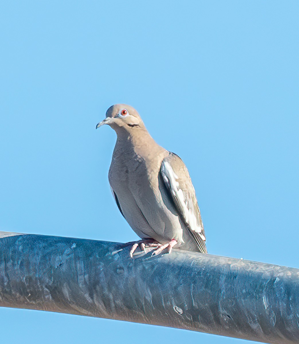 White-winged Dove - ML616017712