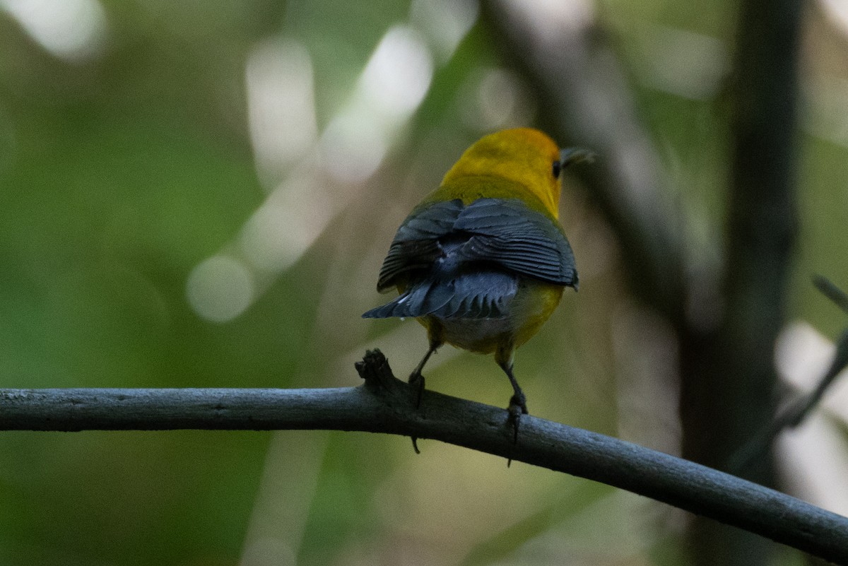 Prothonotary Warbler - ML616017731