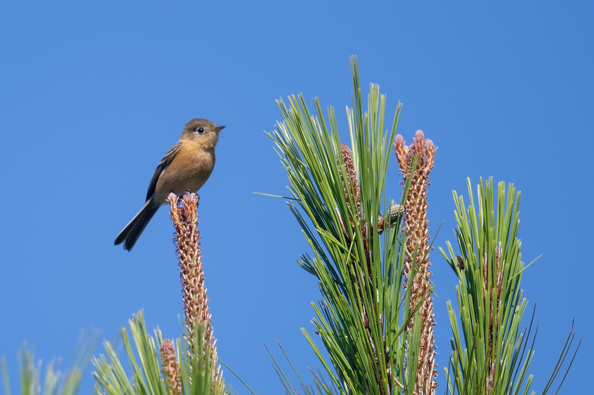 Buff-breasted Flycatcher - ML616017734