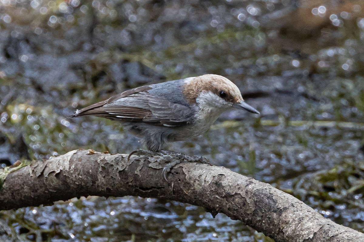 Brown-headed Nuthatch - ML616017751