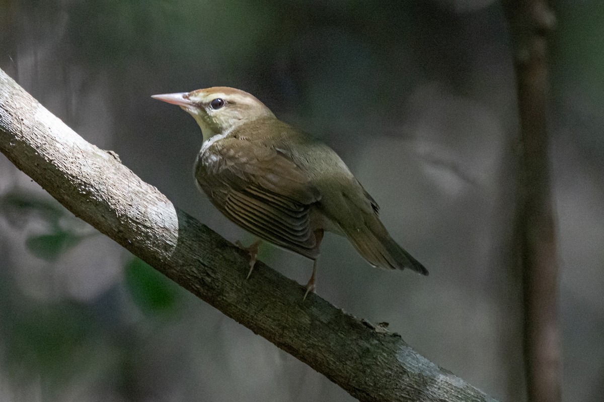 Swainson's Warbler - ML616017762