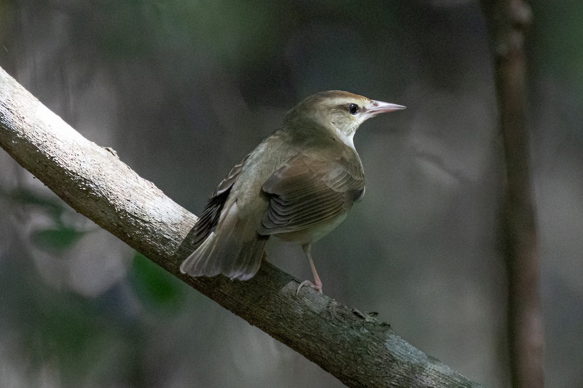 Swainson's Warbler - ML616017763