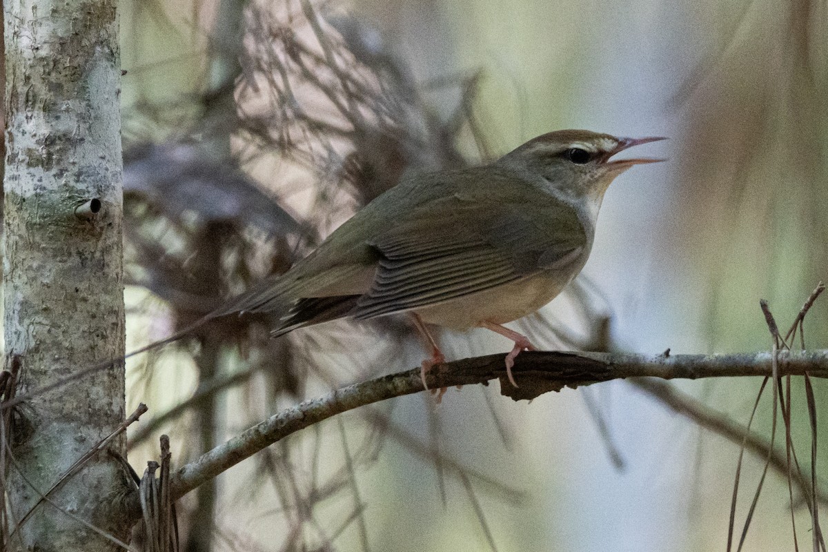 Swainson's Warbler - ML616017764