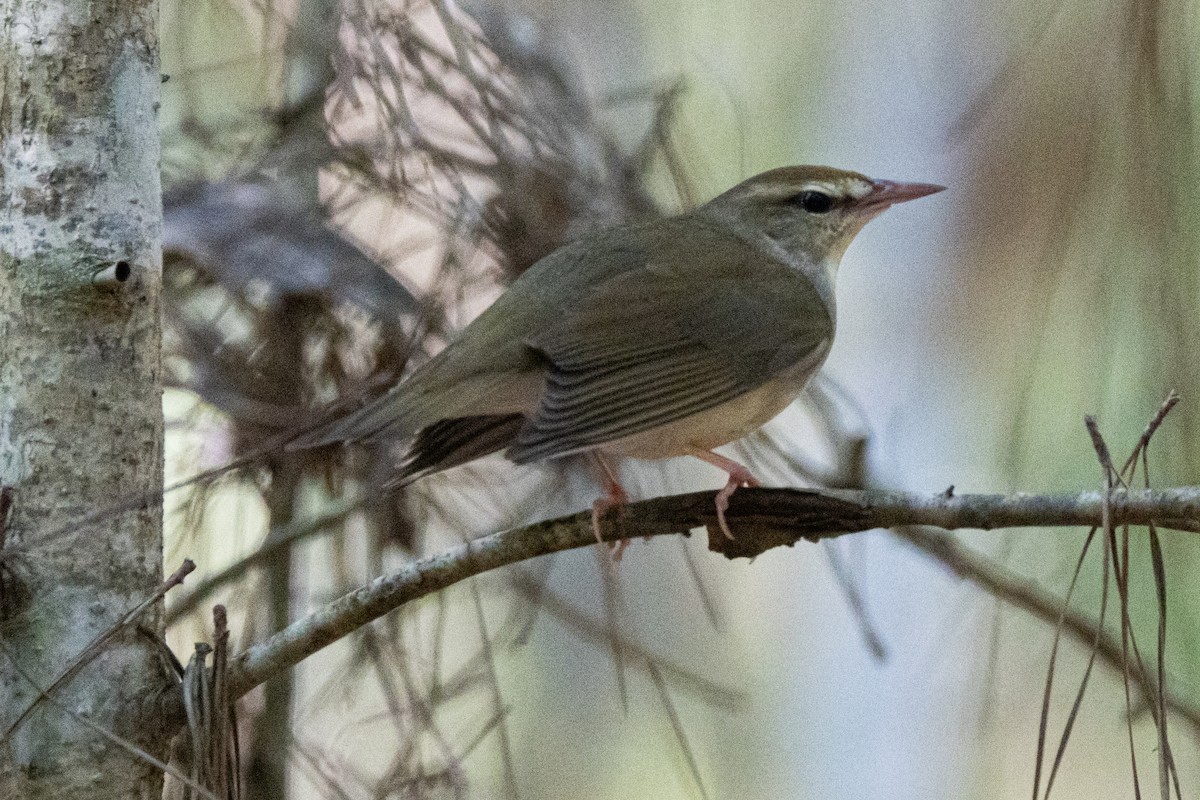 Swainson's Warbler - Robert Raffel