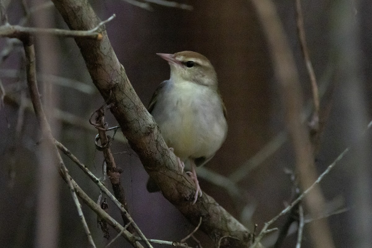 Swainson's Warbler - ML616017767