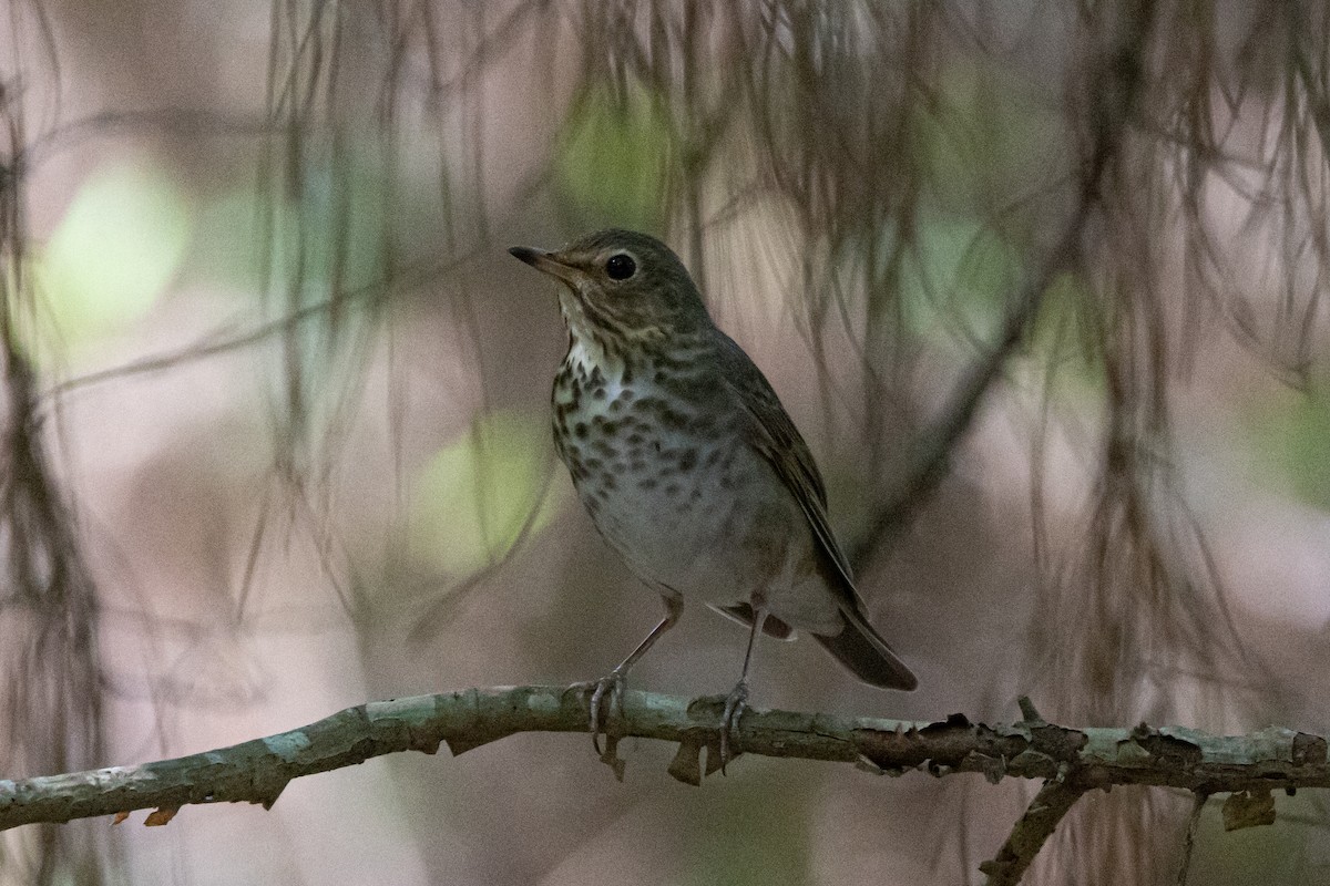 Swainson's Thrush - ML616017777